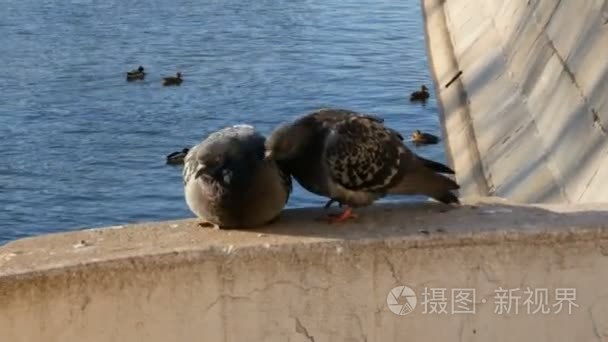 一对恋人鸽子视频