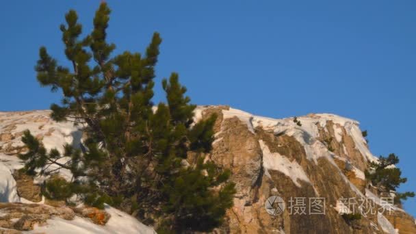 在克里米亚的雪山上的松树视频