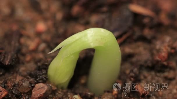 小的绿薄荷植物发芽种子成长视频