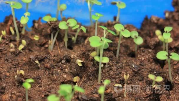 小的绿薄荷植物发芽种子成长视频