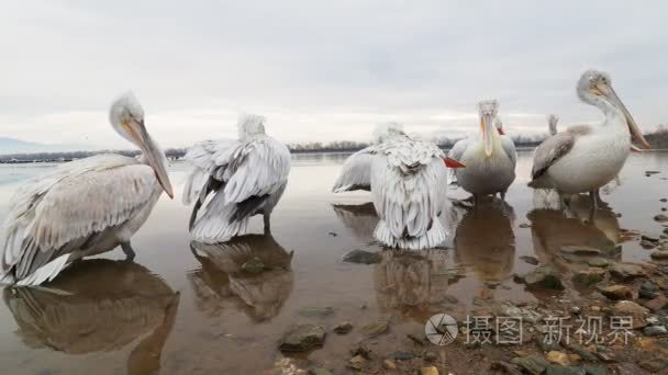 达尔马提亚鹈鹕在凯尔基尼湖视频