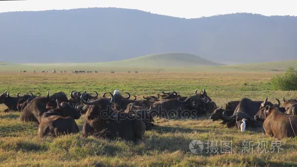在火山口的非洲野牛.野生动物园-非洲大草原之旅.坦桑尼亚视频