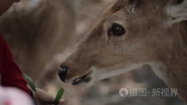 儿童喂养鹿的特写镜头