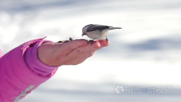 在女性手中的鸟吃种子视频