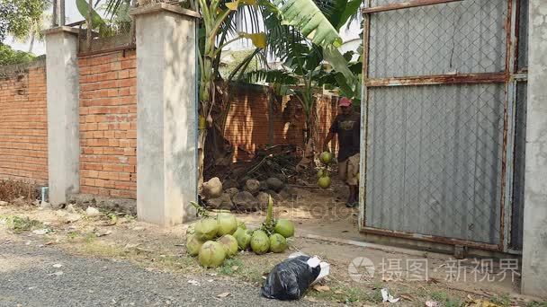 椰子卖家把一捆椰子放在一起视频