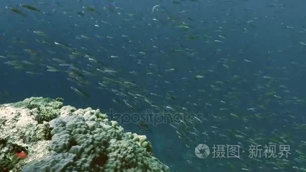 学校的沙丁鱼在红海珊瑚礁视频