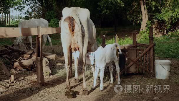 瘦白母牛站在农场与它的小牛哺乳牛奶从奶嘴短视频