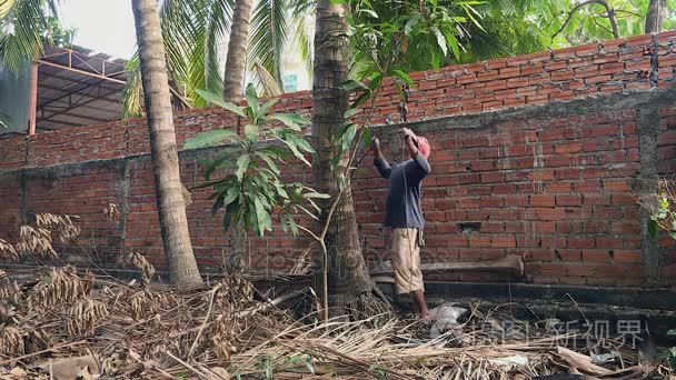 卖椰子的人爬上棕榈树摘椰子视频