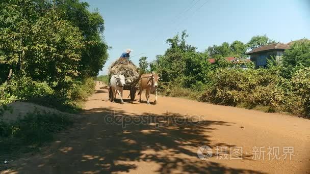 农民带着一辆满载稻草的牛车进入农舍视频