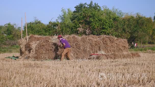 农民堆放干草捆在干燥领域视频