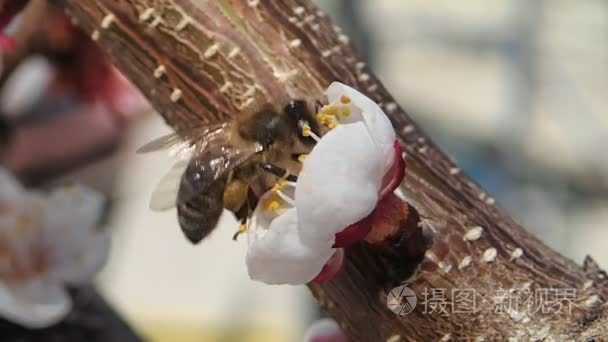 蜜蜂在杏树上花视频