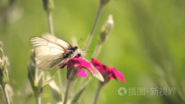 农田地块的土地视频