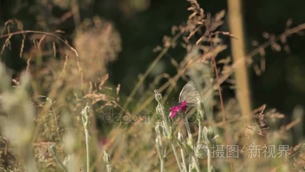 农田地块的土地视频