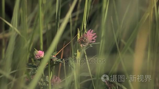 农田地块的土地视频