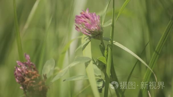 农田地块的土地