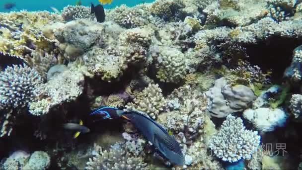 神奇的海底世界的珊瑚和异国情调的鱼。外科医生鱼游泳被