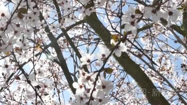 蓝色背景的春天的花朵视频