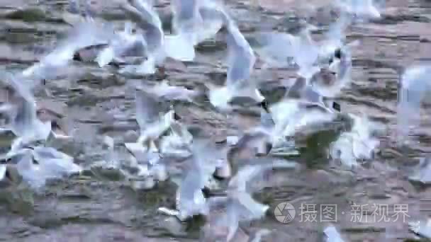 海鸥在寒冷的冬天河视频