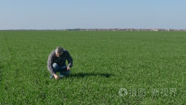 农业、 农民检查字段中的小麦植株