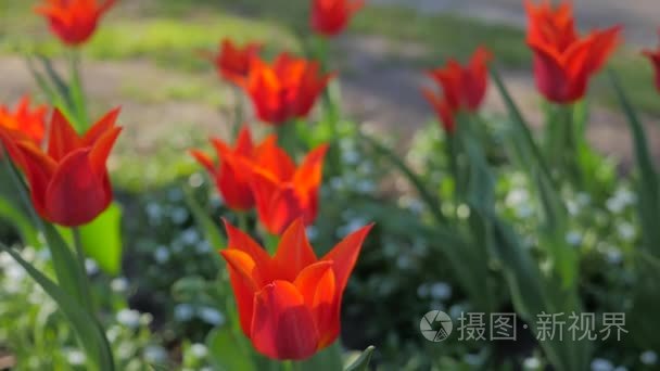 郁金香花开在春天视频