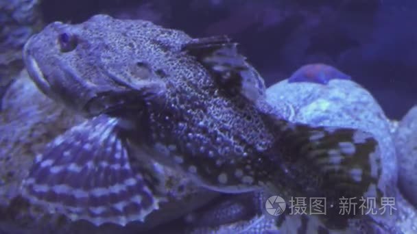 触手鲻鱼在盐水水族馆素材视频视频