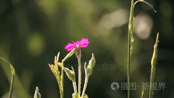 农场的土地俄罗斯的阴谋视频