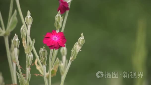 农场的土地俄罗斯的阴谋视频