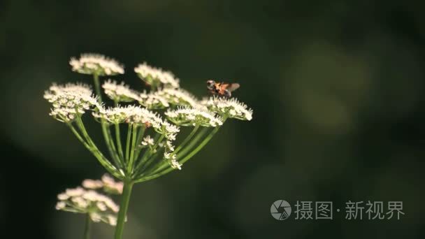 农场的土地俄罗斯的阴谋视频