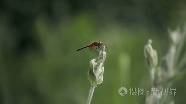 农场的土地俄罗斯的阴谋视频