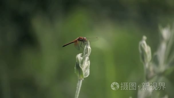 农场的土地俄罗斯的阴谋视频