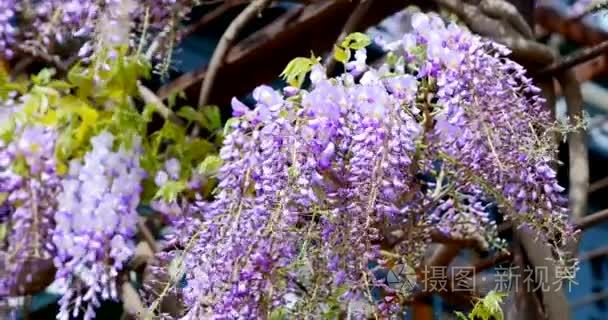 特写丁香鲜花在风中飘扬视频