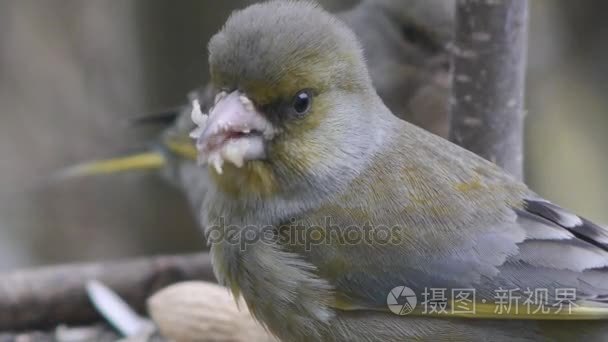 野生鸟金雀视频