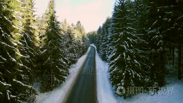 空中: 开车穿过白雪皑皑的松树林在冬天