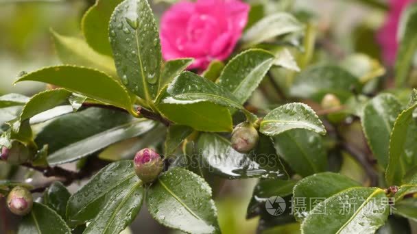 雨水落在玉兰叶视频