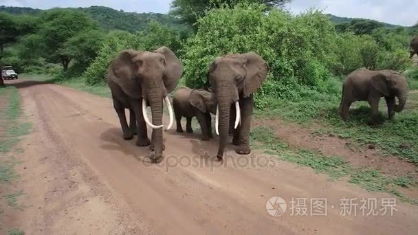 在土路上大象马路视频