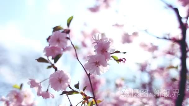 在太阳粉红色色调的樱花树视频