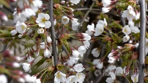 白花的装饰樱桃视频