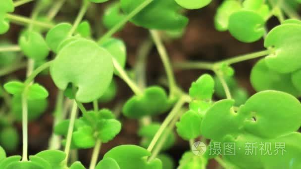 发芽的植物的绿色自然背景视频