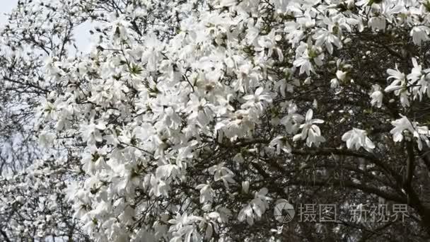 白色的玉兰花开在春天视频