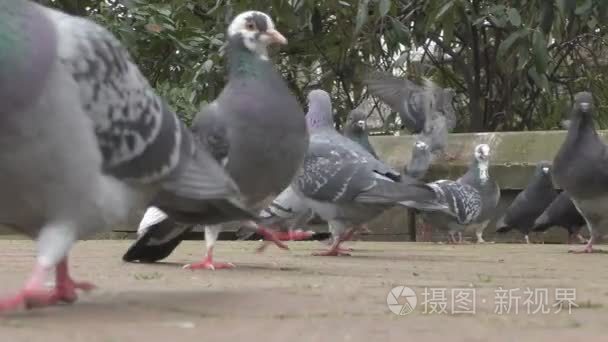 一群鸽子在人行道上视频