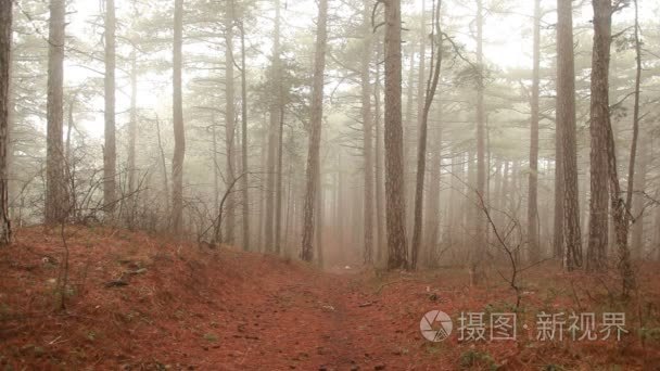 在有雾的天气在森林中的树木视频