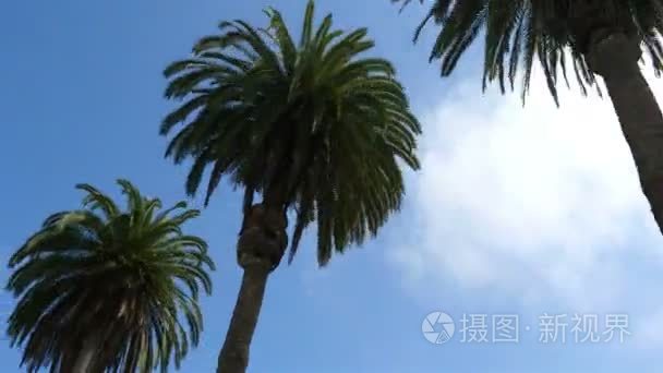 棕榈树在 4 k 街的三个视频