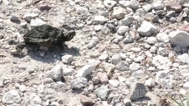 浸入水中的小海龟视频