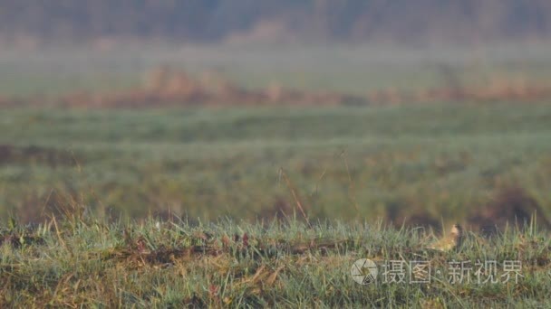 欧洲野生动物视频