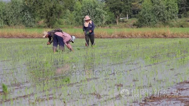 泰国-5 月，2017年︰ 农民在泰国插秧