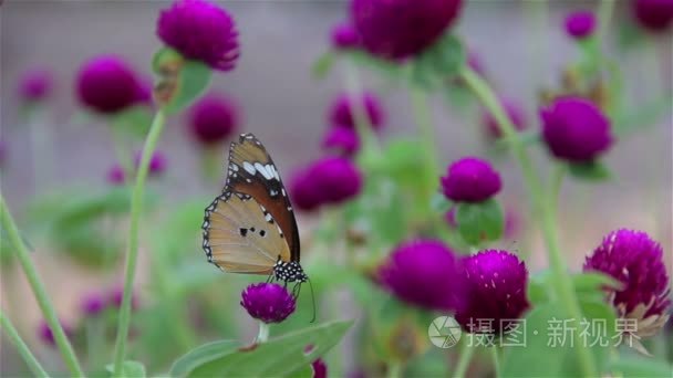 与蝴蝶吮吸花蜜的紫色 Gomphrena