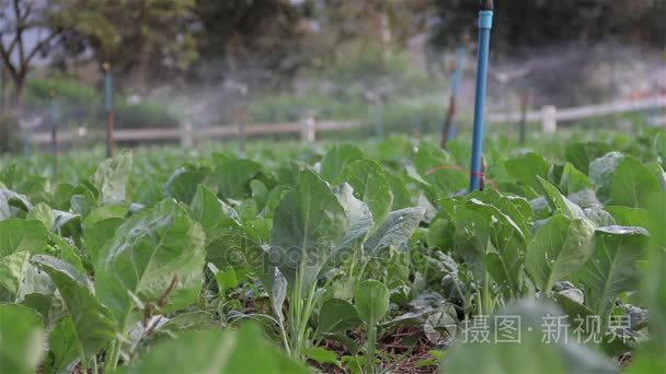 水施普林格车削和浇灌蔬菜农场视频