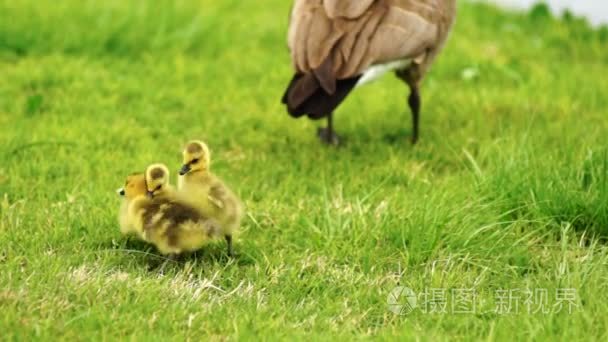 雏鹅啄年轻动物水禽鸟打架玩视频