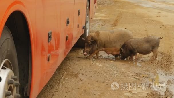 越南的啤酒肚猪走路乘公共汽车