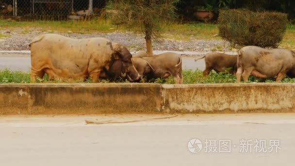 越南的啤酒肚猪走在公路旁边视频